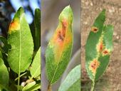 Advanced symptoms of red leaf blotch (RLB) include large, yellow-orange blotches (roughly 1/2